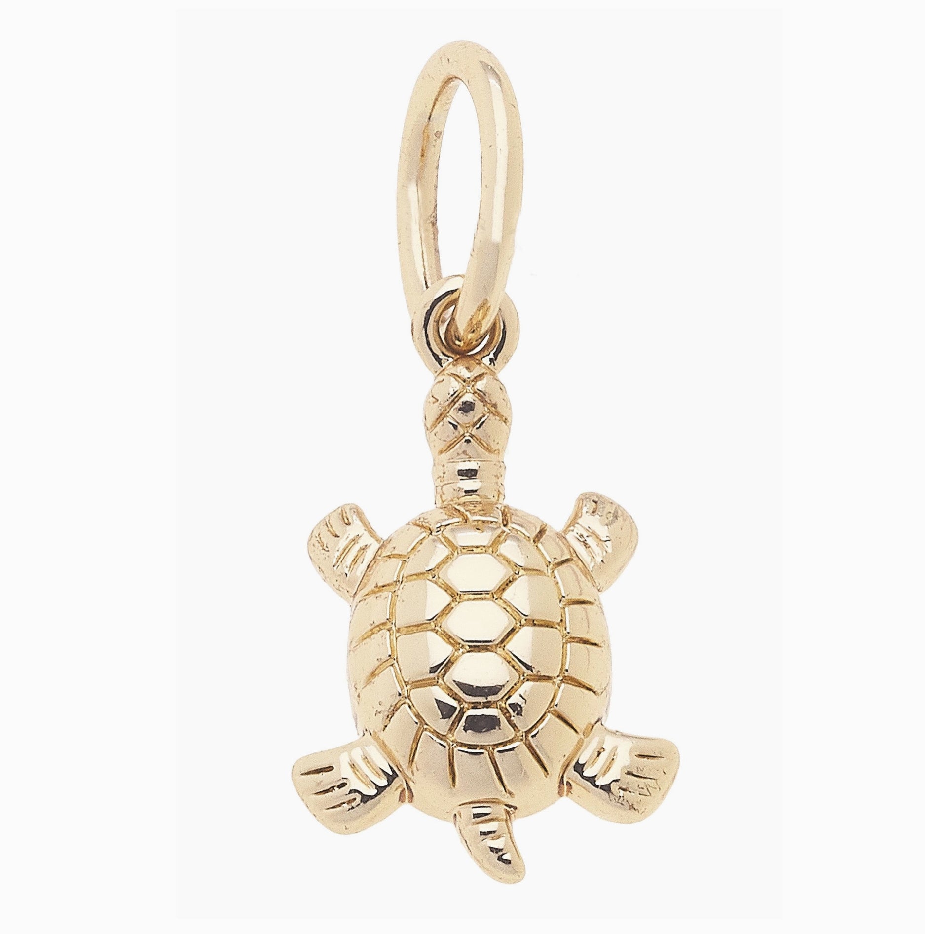 Squan Sea Turtle